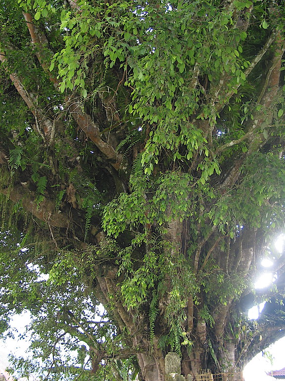 Ficus2.JPG 