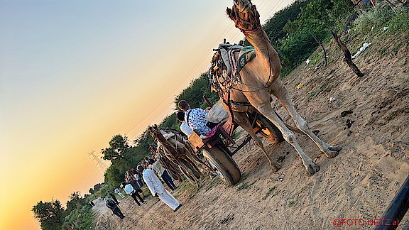 14.09.2025_J-INDIEN-CAMEL_RIDE-00011.jpg 
