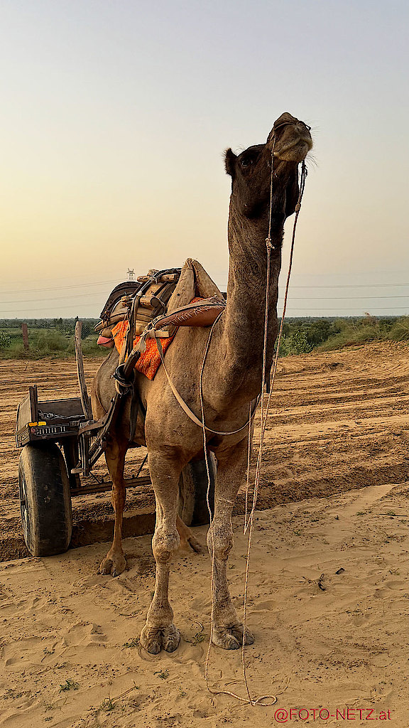 14.09.2025_J-INDIEN-CAMEL_RIDE-00015.jpg 